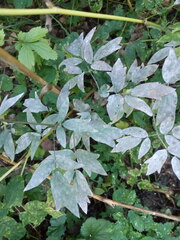 Erysiphe aquilegiae