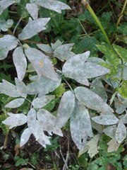 Erysiphe aquilegiae