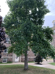 Liriodendron
