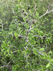 Rhamnaceae