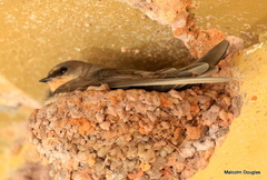 Ptyonoprogne fuligula