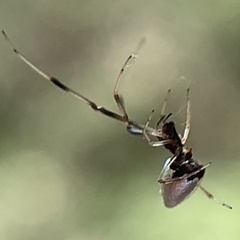 Argyrodes elevatus
