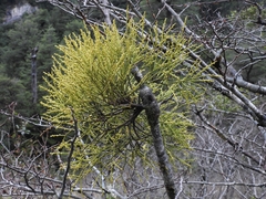 Misodendrum punctulatum