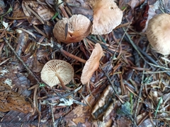 Collybiopsis peronata