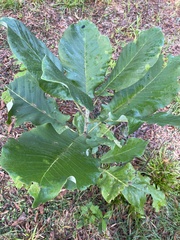 Magnolia macrophylla