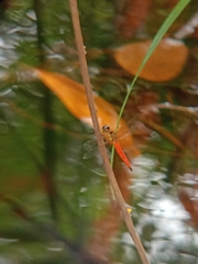 Orchithemis pulcherrima