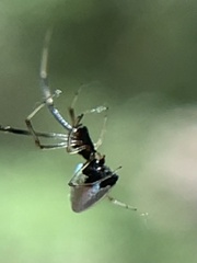 Argyrodes elevatus