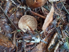 Collybiopsis peronata