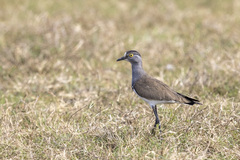 Vanellus lugubris