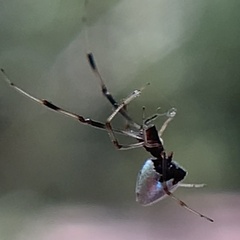 Argyrodes elevatus