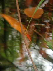 Orchithemis pulcherrima