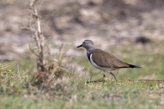 Vanellus melanopterus