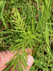 Desmanthus illinoensis
