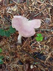 Mycena rosea