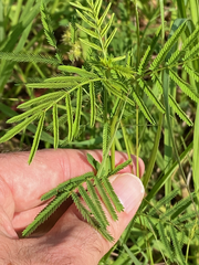 Desmanthus illinoensis