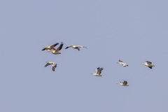 Pelecanus onocrotalus