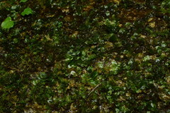 Plagiomnium succulentum