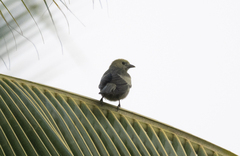 Thraupis palmarum