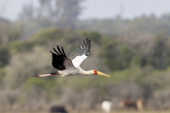 Mycteria ibis