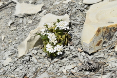 Iberis
