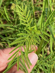 Desmanthus illinoensis