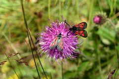 Zygaena exulans
