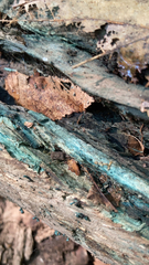 Chlorociboria aeruginascens