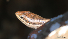 Trachylepis varia