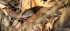 Trachylepis varia