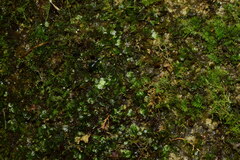 Plagiomnium succulentum