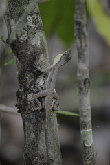 Anolis rodriguezii