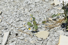 Coronilla scorpioides