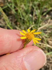 Thymophylla tenuiloba