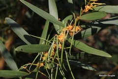Acacia longifolia