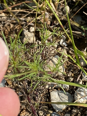 Thymophylla tenuiloba