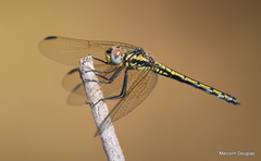 Trithemis stictica
