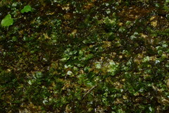 Plagiomnium succulentum