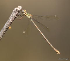 Lestes virgatus