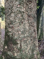 Laurelia sempervirens