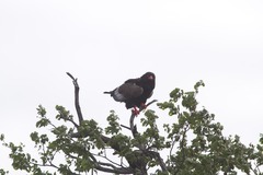 Terathopius ecaudatus