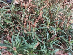 Amaranthus muricatus