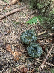 Russulaceae