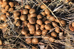 Pronolagus rupestris