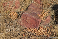 Pronolagus rupestris