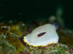 Goniobranchus sinensis