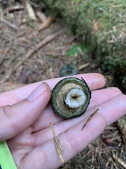 Russulaceae