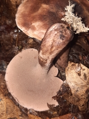 Sarcodon atroviridis