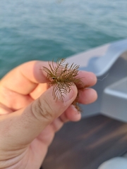 Myriophyllum sibiricum