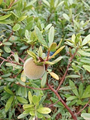 Diospyros dichrophylla