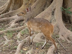 Tragelaphus sylvaticus sylvaticus